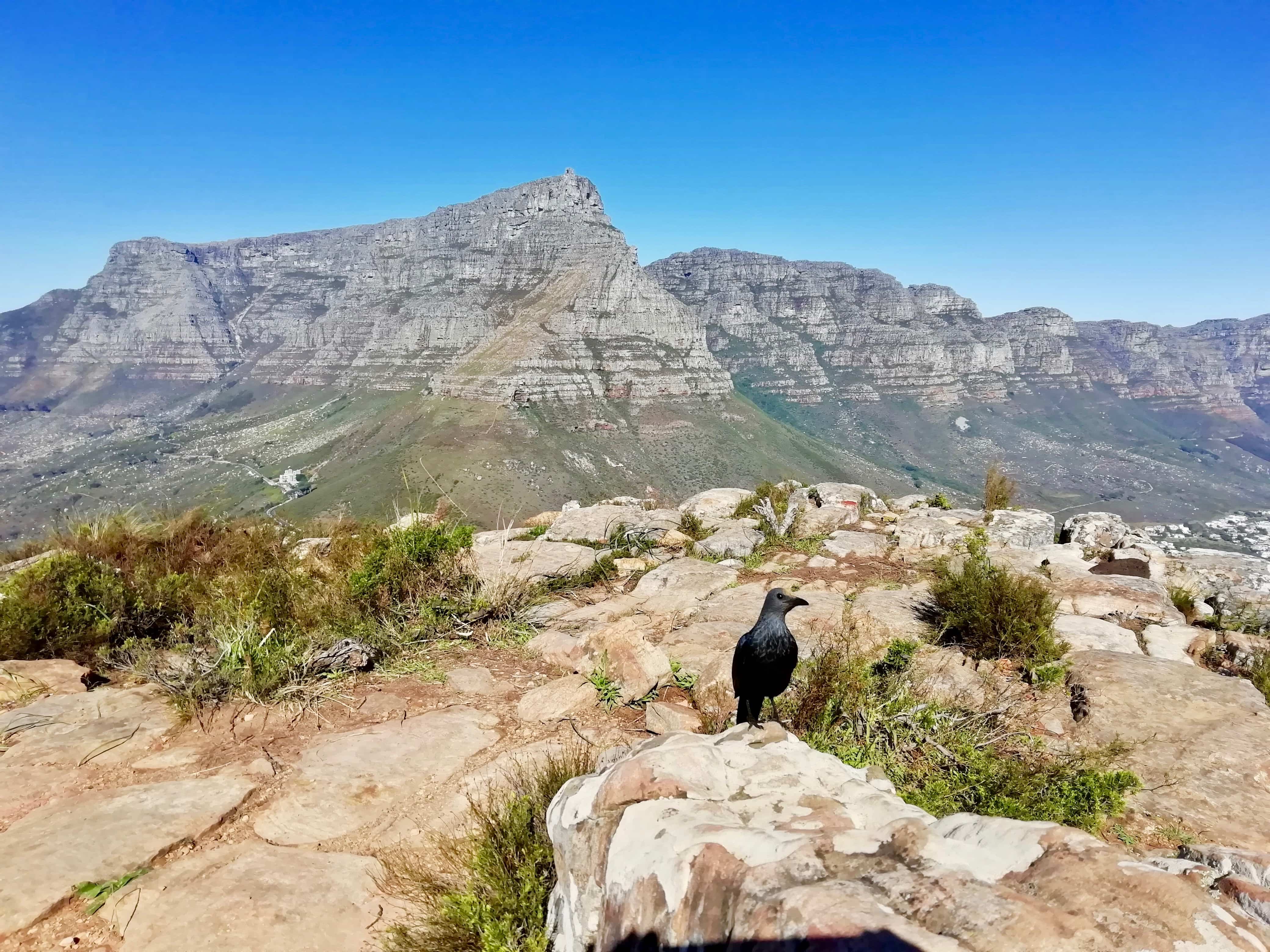 A bird and view of Table Mountain from the top of Lion's Head