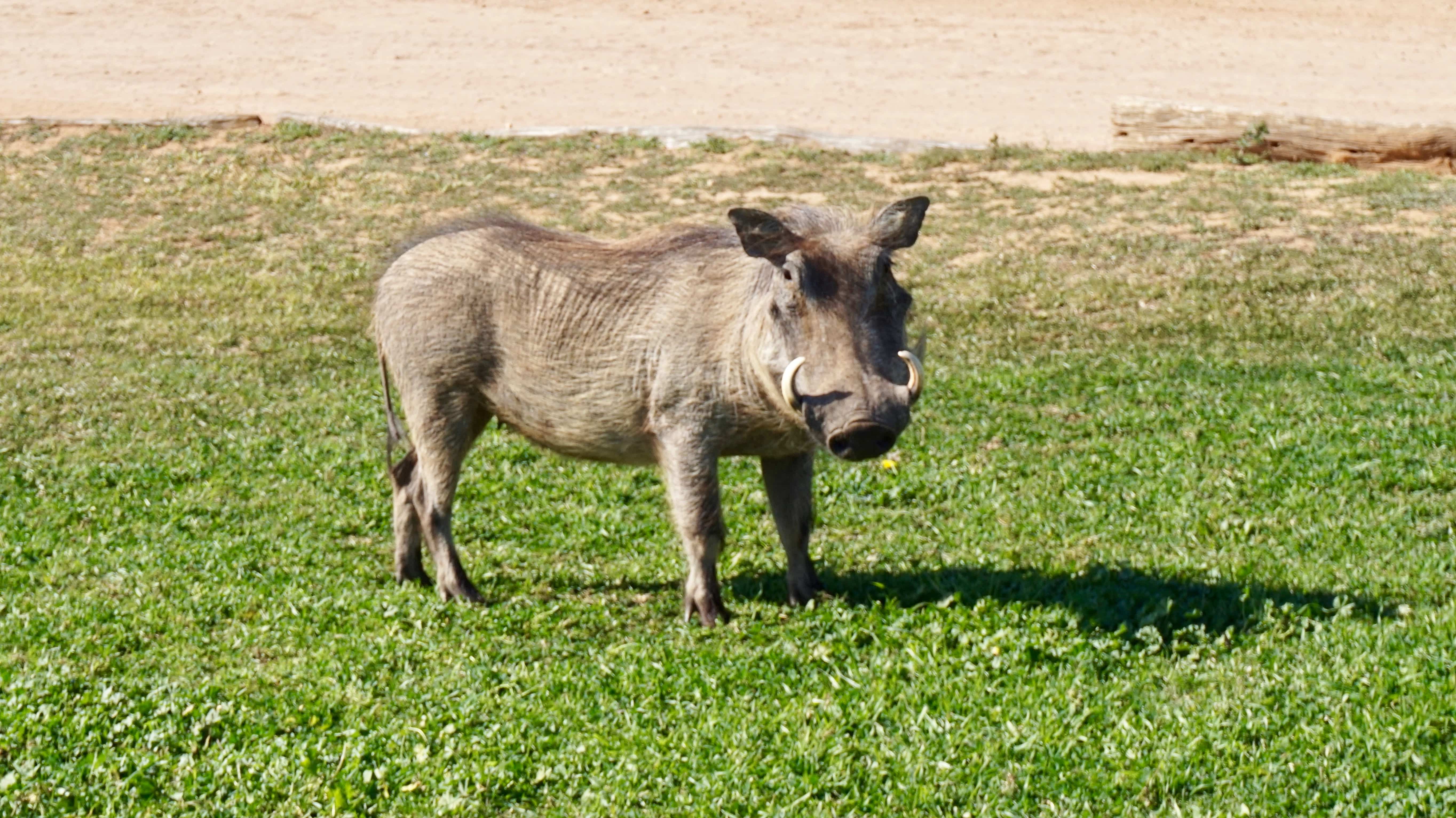 Warthog spotted on a self-drive safari at Addo Elephant National Park