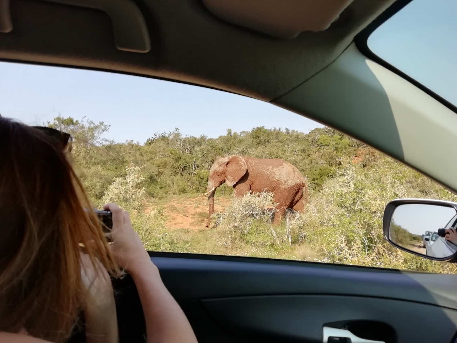 Taking pictures from the comfort of your own vehicle in Addo Elephant National Park, South Africa