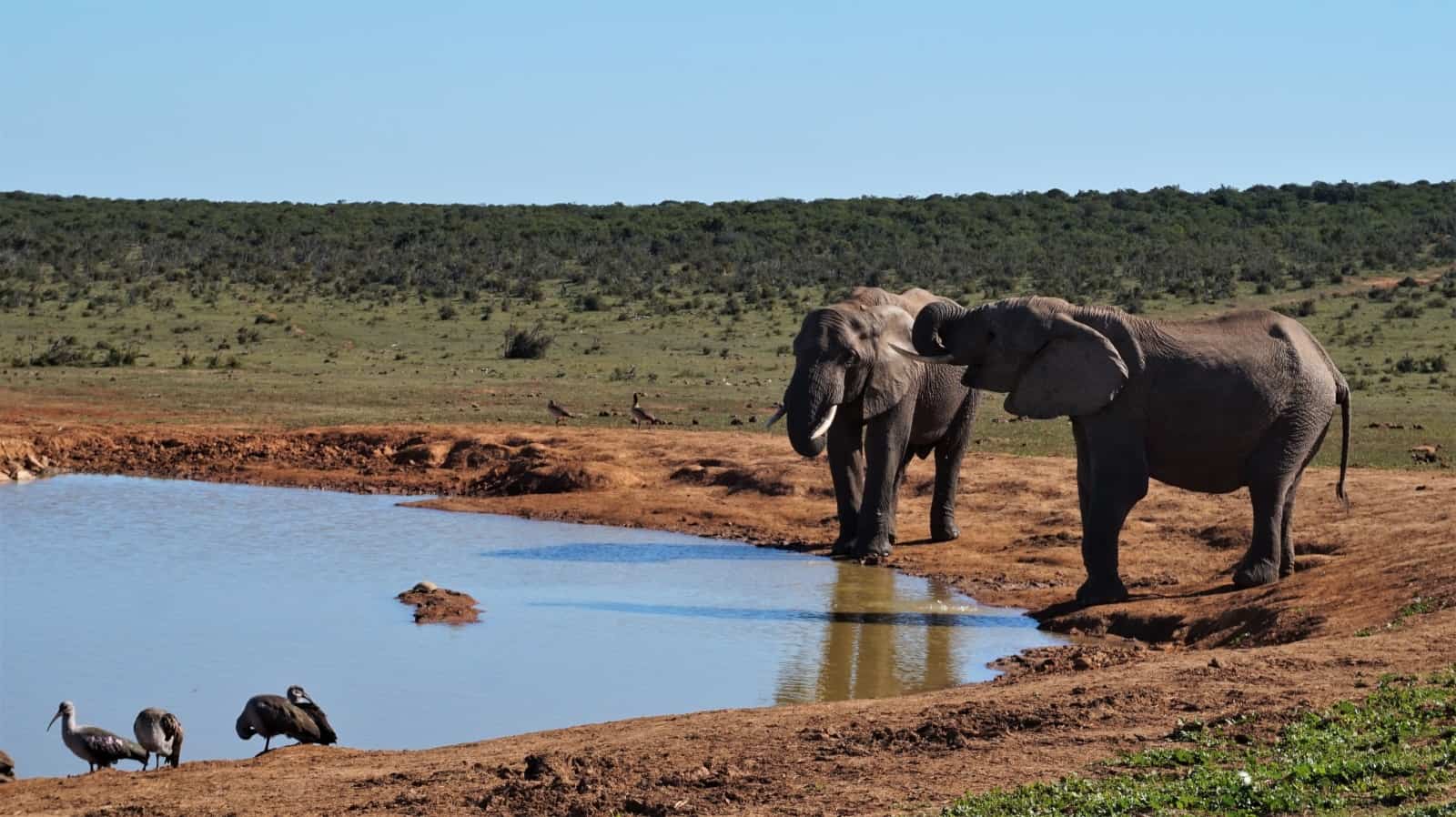 Elephants at Hapoor Dam, Addo Elephant National Park