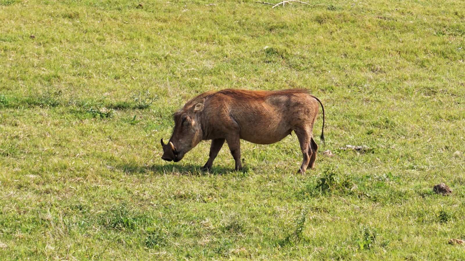 One of many warthogs we saw in Addo Elephant National Park