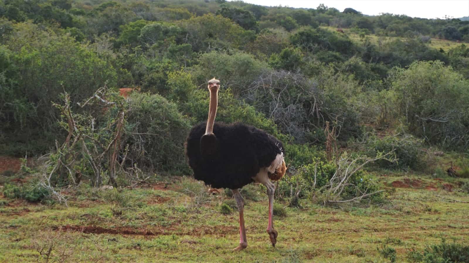 Ostrich at Addo Elephant National Park, South Africa