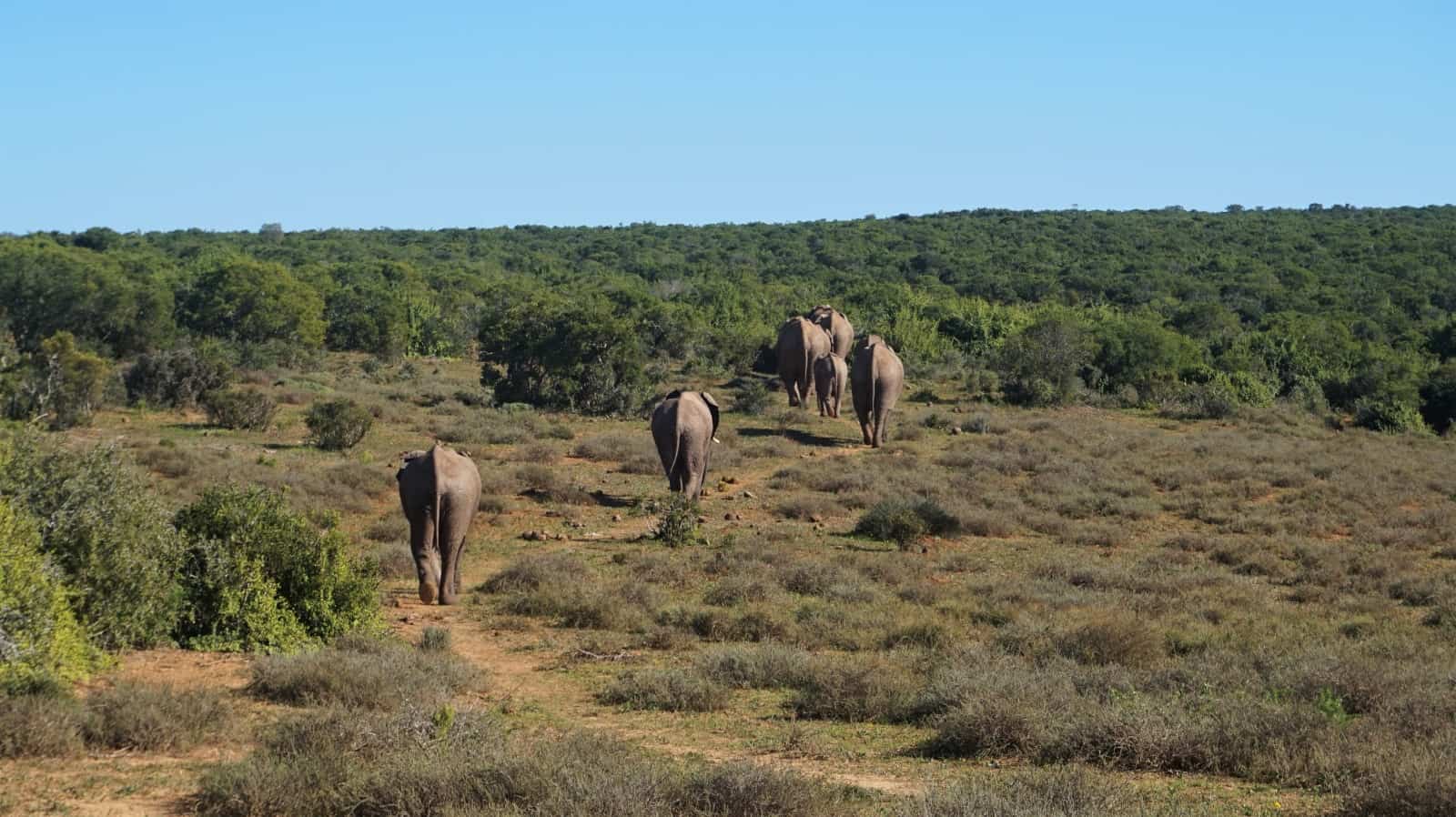 African elephants walking into the bush in Addo Elephant National Park, South Africa