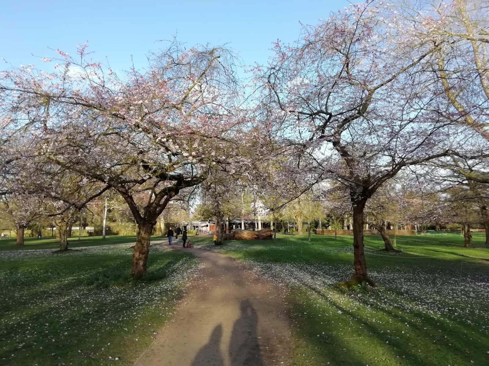 Blossom trees in Bushy Park, London