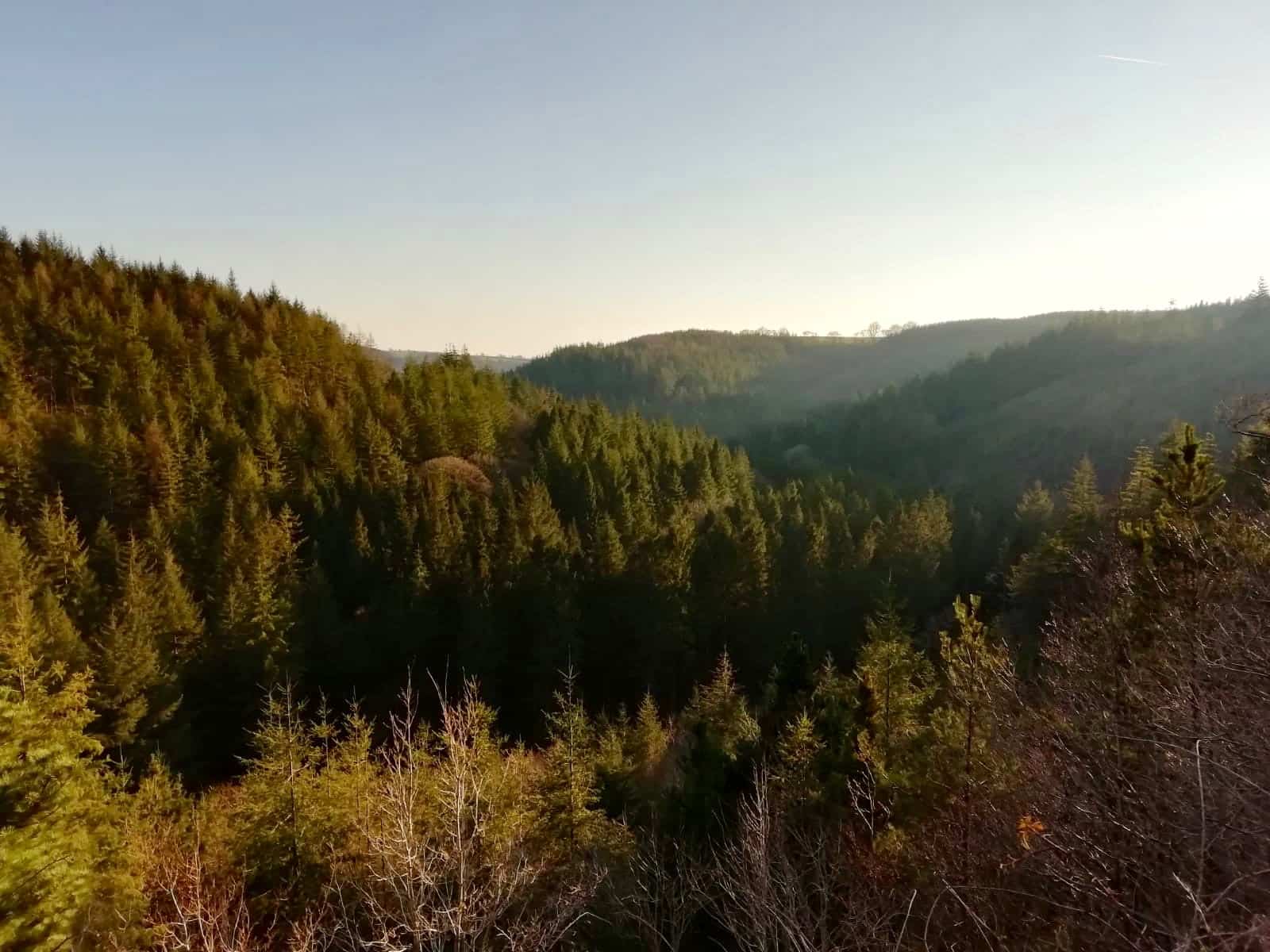 Brechfa Forest, Wales