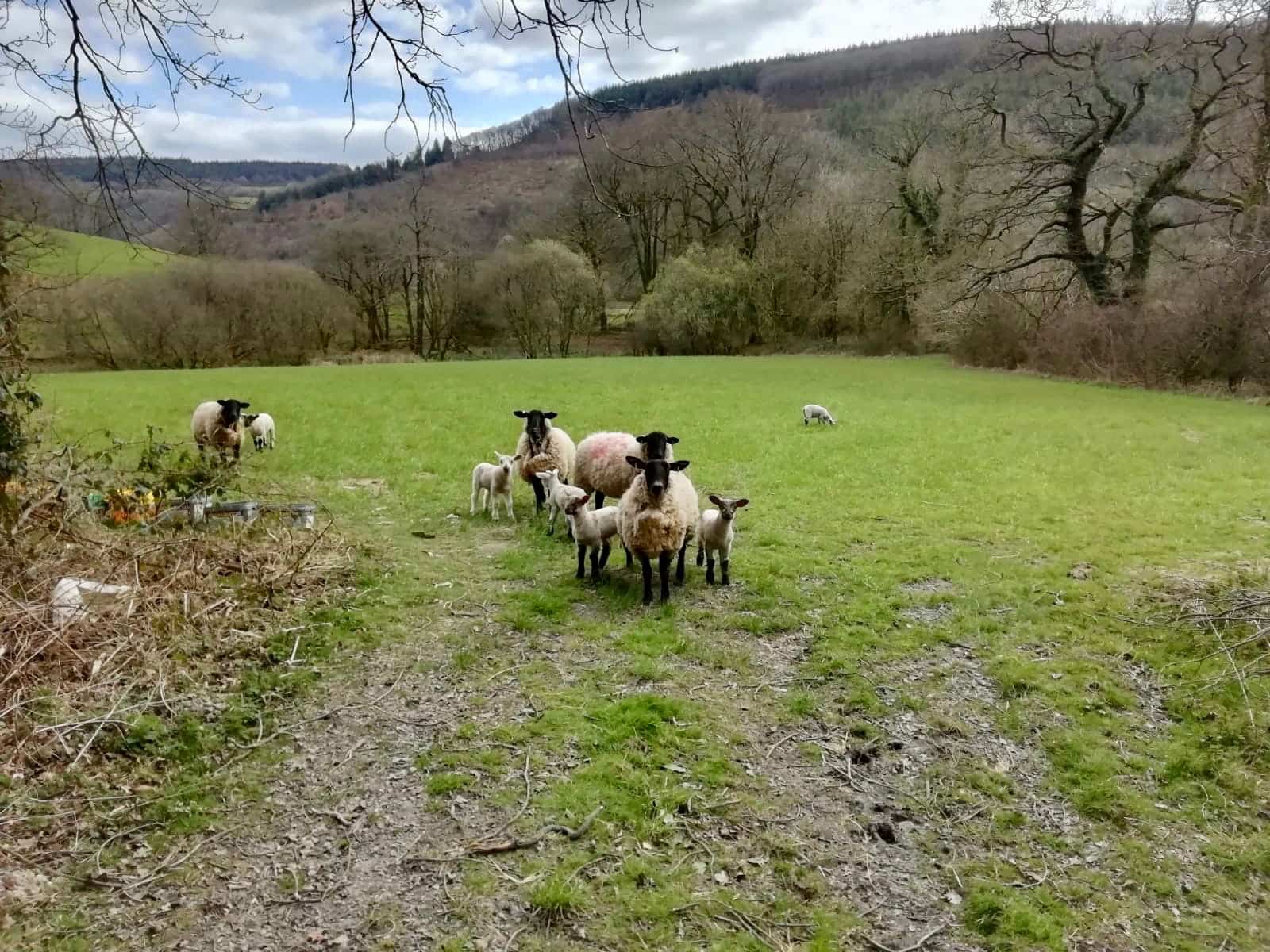 Sheep in a field in Wales