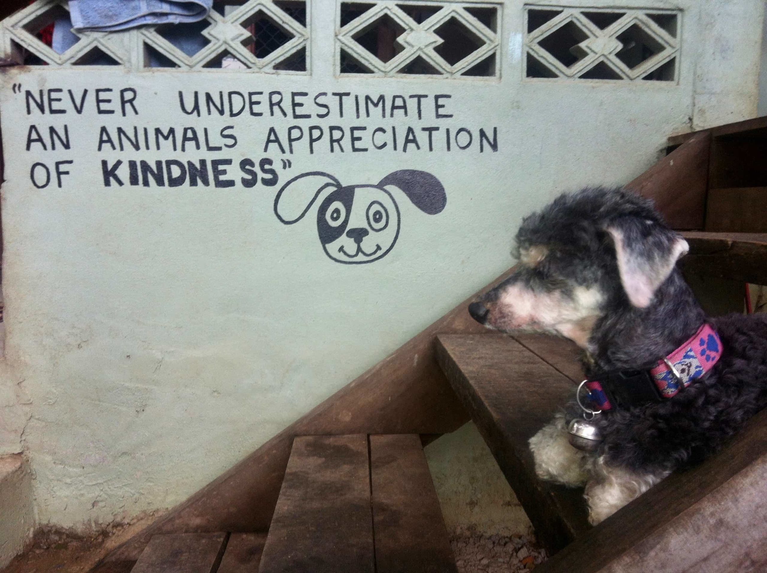 Never underestimate an animals appreciation of kindness - volunteering at the Dog Rescue Project in Thailand