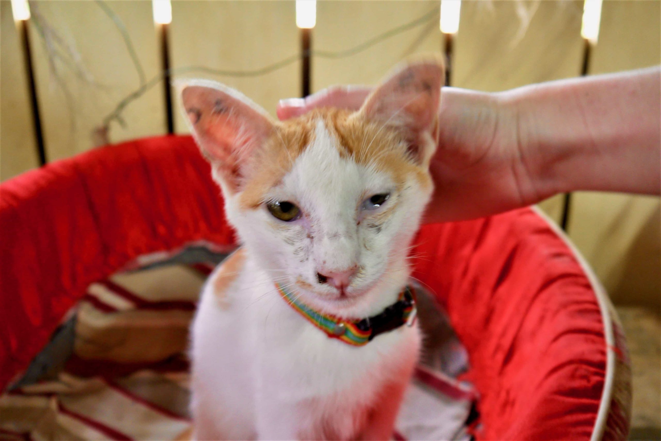 Rescue Cat at Lanta Animal Welfare, Koh Lanta Thailand