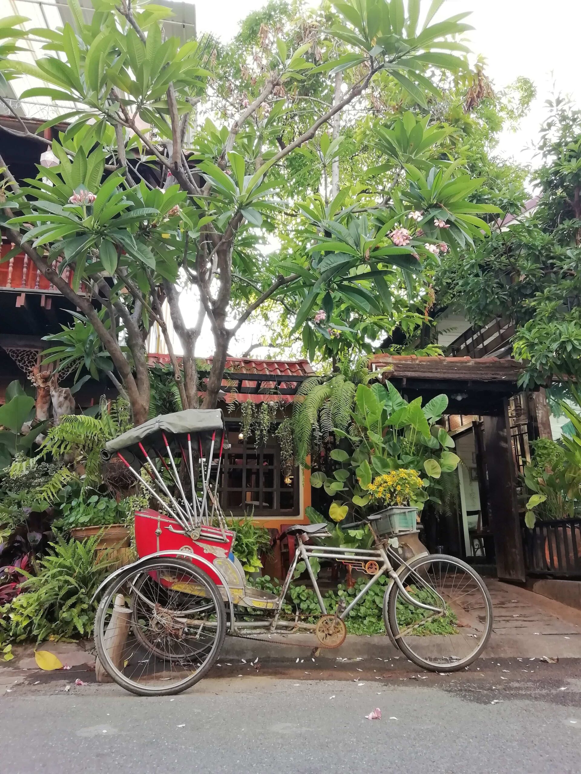 Bike on a leafy street in Chiang Mai